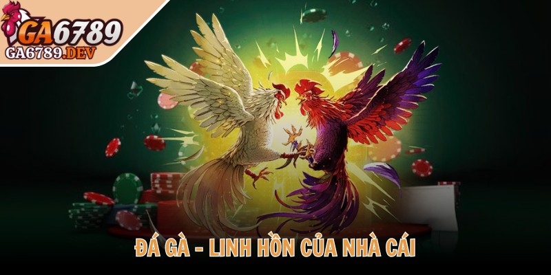 Đá gà - Linh hồn của nhà cái